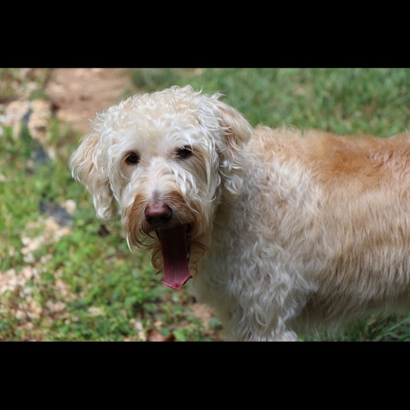 Meet your Posher, Stephanie - Picture 1 of 1